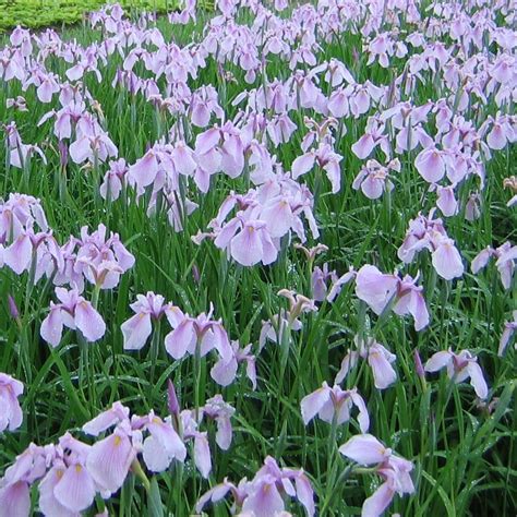 Iris ensata 'Darling' | White Flower Farm