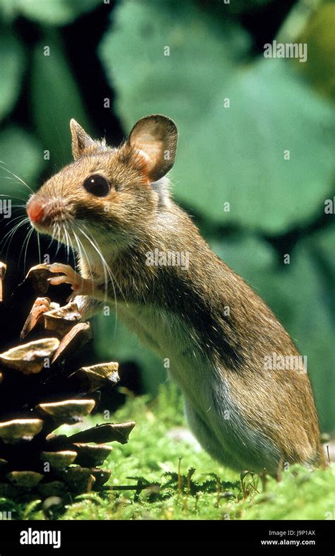 Mouse Standing On Hind Legs