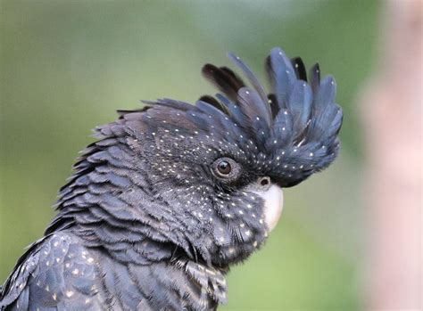 Red Tailed Black Cockatoo