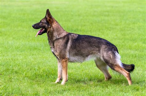 Straight Back German Shepherd A Healthier GSD