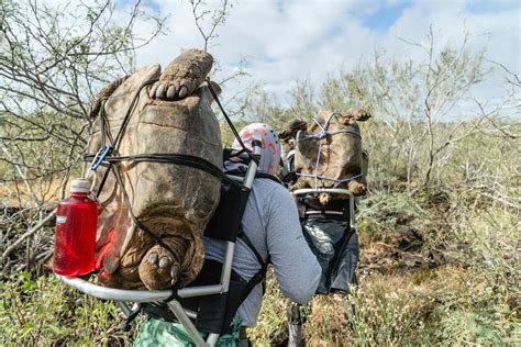 These Galápagos tortoises are back from the brink of extinction ...