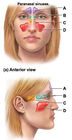 Sinuses Diagram Quizlet