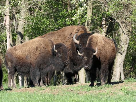 A Brief History of the Bison — LC NATURE PARK