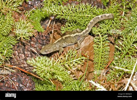 Pyrenean Brook Newt Euproctus Asper Crawling Vegetation Aragon Spain