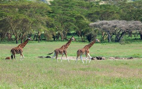 10 Days Kenya Safari And Beach