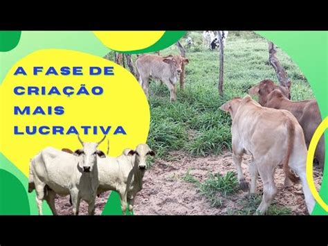 Conheça as principais vantagens de criar GADO DE CORTE na fase de CRIA