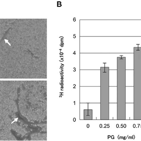 Effectofpgonexpressionofmmpandhas Download Scientific Diagram