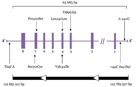 Dopamine D2 receptor gene (DRD2) structure and polymorphisms studied ...