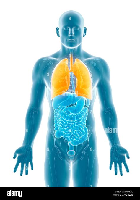 Healthy lungs, artwork Stock Photo - Alamy