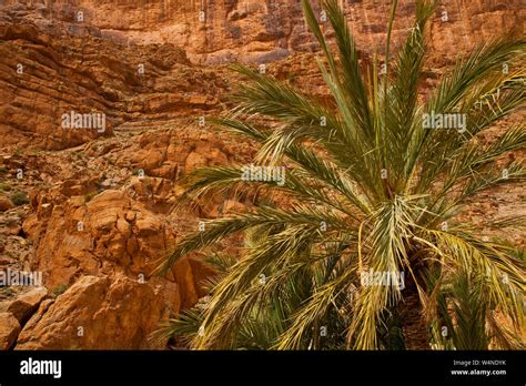 Gargantas Del Todra Alto Atlas Marruecos Africa Stock Photo Alamy