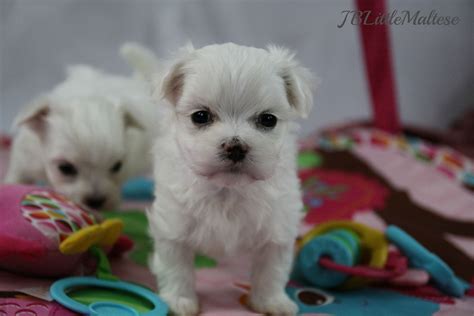 Tiny Maltese female puppy from www.jblittlemaltese.com | Maltese puppy, Toy dog breeds, Maltese