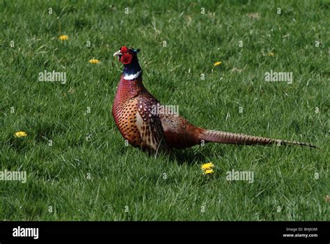 A Pheasant Hi Res Stock Photography And Images Alamy