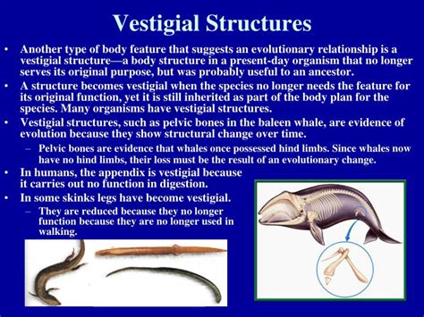 Ppt Biology 1 Notes Chapter 15 Pages 368 386 Darwin And Evolution