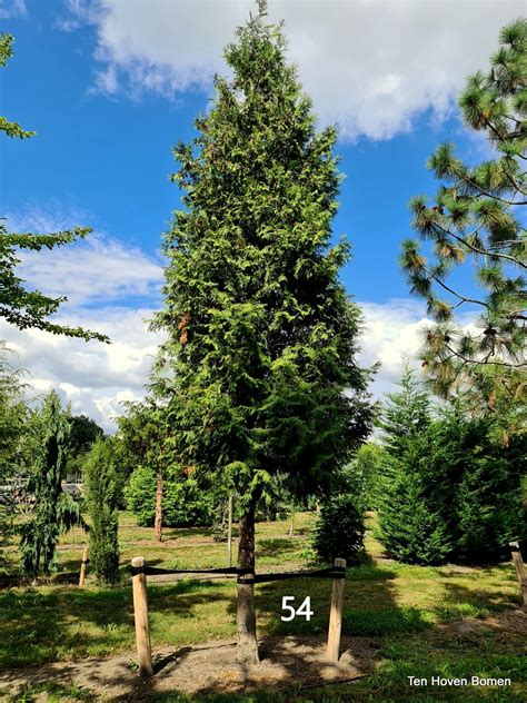 Thuja Occidentalis Brabant Abendl Ndischer Lebensbaum Hoher Stamm