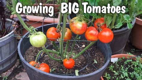 How To Grow Beefsteak Tomatoes In A Pot Beginners Guide Ispru