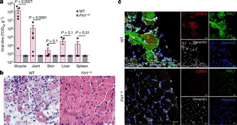 Fhl Is A Factor Of Susceptibility To Chikv Infection In Mice A Viral