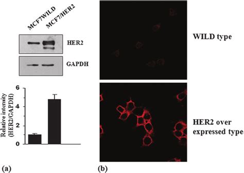 A Western Blot Analysis Data For The Densitometric Quantification Of Download Scientific