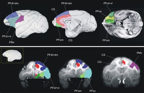 Quantitative Investigation Of Connections Of The Prefrontal Cortex In