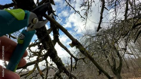 Vidéo Stock Cutting branches of tree Garden work cut Farmer hand