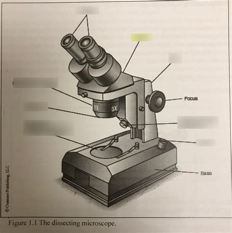 1.1 dissecting microscope Diagram | Quizlet