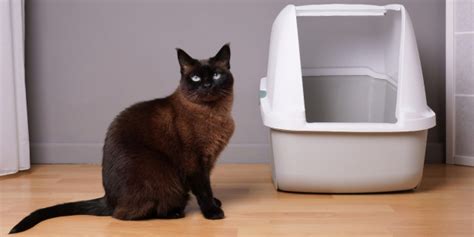 Raisons Courantes Pour Lesquelles Les Chats Urinent En Dehors De Leur