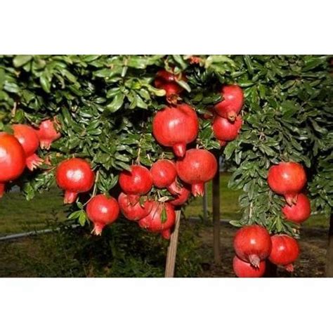 Anar Fruit Plants at Rs 20/piece in Saharanpur | ID: 18015435697