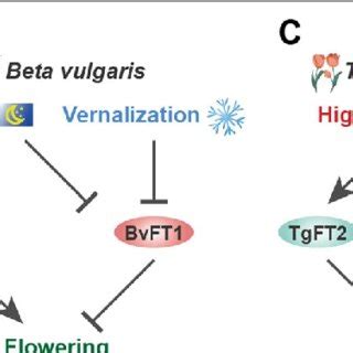 Flowering time regulation by florigen and anti-florigen in Populus ...