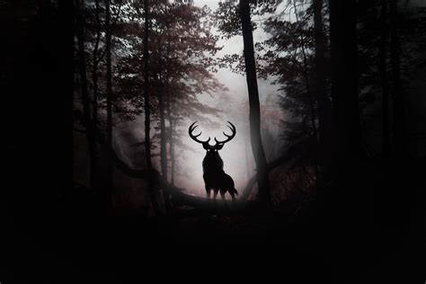 Dark Forest Backgrounds HD High Quality Free Download