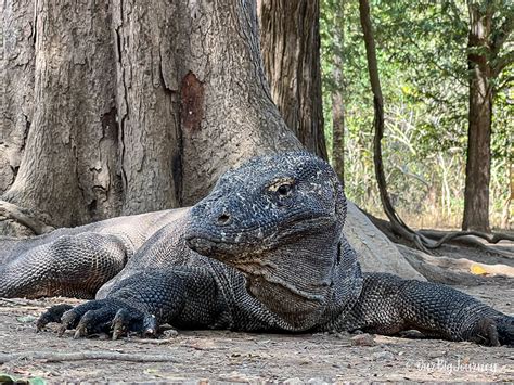 Komodo Island | Land of the Komodo Dragon - Our Big Journey