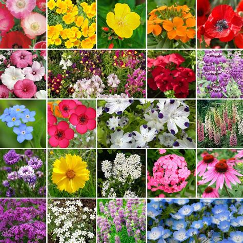 Partial Shade Wildflower Seed Mix Flower Seeds Shade Flowers