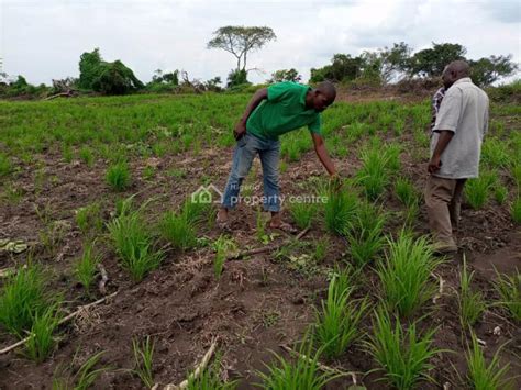 For Sale Acres Of Farm Land At Very Cheap Prices Ogbaagba Iwo Awo