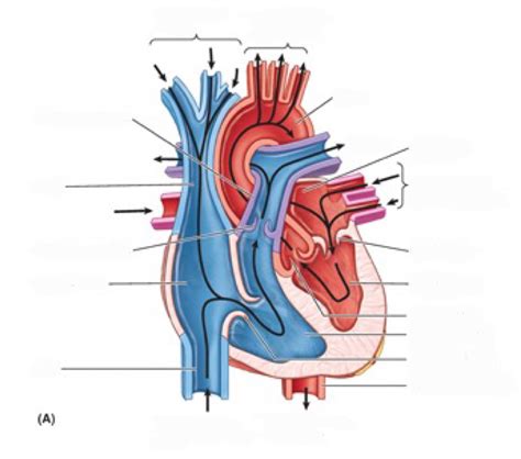 Cardiac Cycle Diagram Quizlet