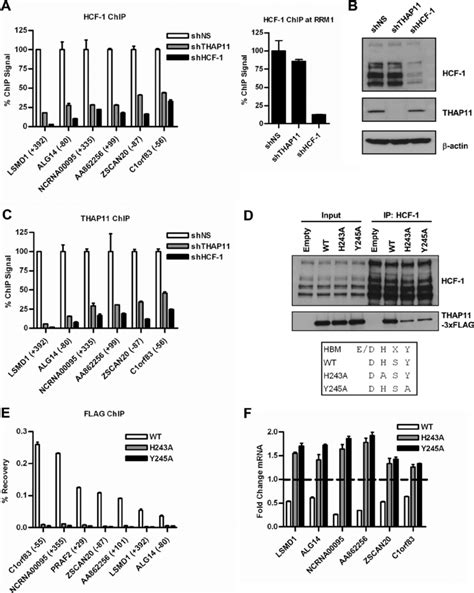 Interaction With Hcf 1 Is Necessary For Thap11 Chromatin Association Download Scientific