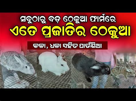 Largest Rabbit Farm In Odisha How To Start Rabbit Farm In Odisha