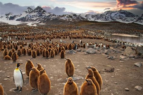 Antarctica Falklands South Georgia Tours Eclipse Travel