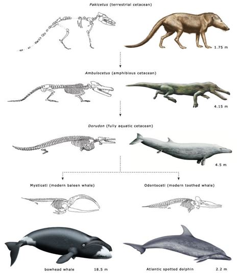 Scale To Whale Evolution