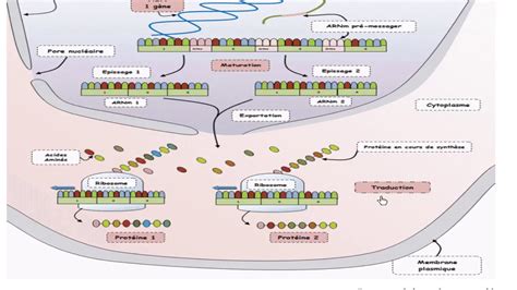 QCM la synthèse des protéines YouTube