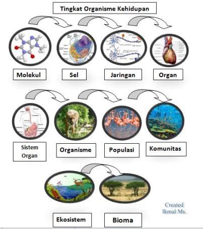 Urutan Yang Benar Dalam Struktur Organisasi Kehidupan Dari Yang