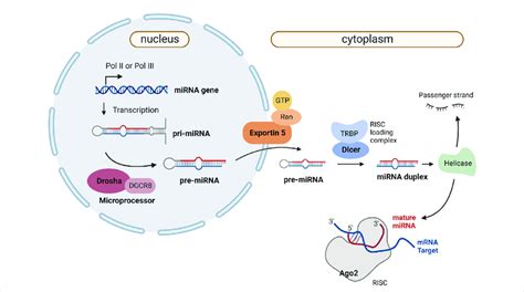 Canonical MiRNA Biogenesis And Mechanism Of Action Canonical MiRNA