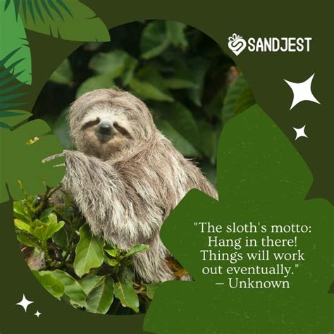 100 Sloth Quotes That Will Make You Smile And Relax Personalized T Sandjest