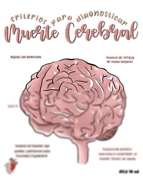 Solution Partes Del Cerebro Studypool