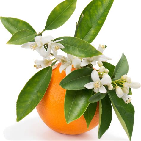 Orange Blossom perfume, Orange Blossom fragrance, Orange Blossom essential oils - PerfumeDiary