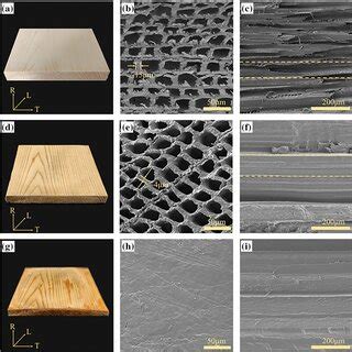 Structural Characterization Of Wood Samples A Color Image B Sem Image