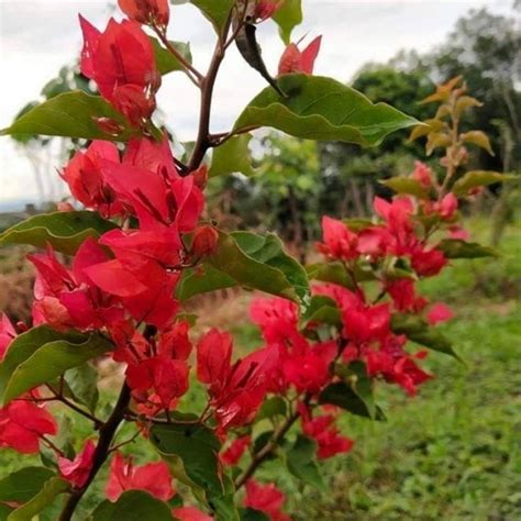 Pokok Bunga Kertas Ekor Musang Pelbagai Jenis