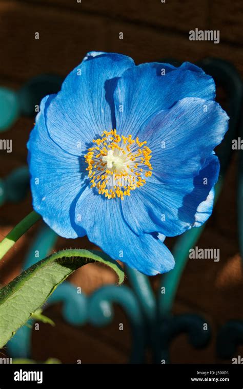 Himalayan Blue Poppy Flower Meconopsis In Garden Stock Photo Alamy