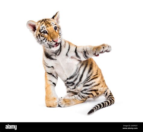 Two months old tiger cub sitting against white background Stock Photo ...