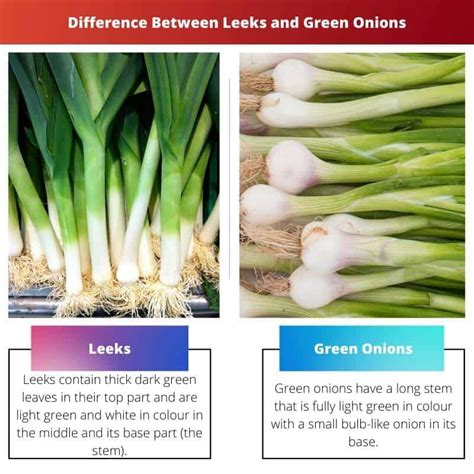 Onion Japanese Leek at Marc Reed blog