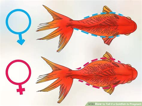 How To Tell If A Goldfish Is Pregnant 8 Steps With Pictures