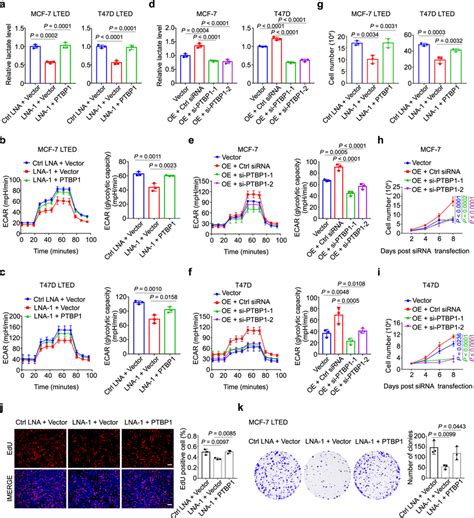 Dio3os Regulates Lted Cell Proliferation And Glycolysis Through Ptbp1 A