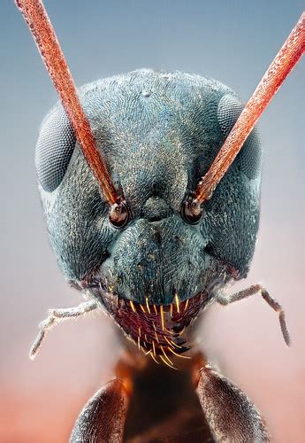 Studio Stack Black Slave Ant Formica Fusca 66 Exposures S Flickr